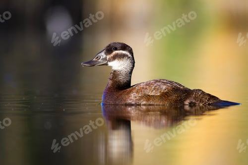 Preview: Swimming Duck. Colorful Nature Background. Duck: White Headed Duck. Oxyura Leucocephala.