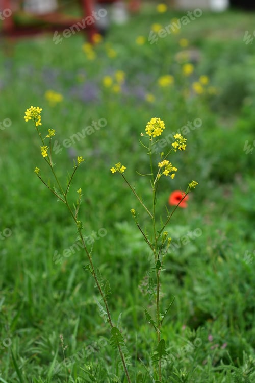 Preview: Yellowcress In Natural Habitat