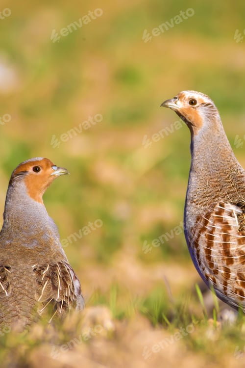Preview: Partridges. Colorful Nature Background. Bird: Grey Partridge. Perdix Perdix.