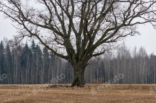 Preview: Single Isolated Large Big Tree In Nature Environment With Huge Trunk And Foliage Around