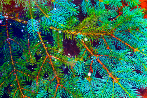 Preview: Christmas Card With Fir Branches. Winter Background.