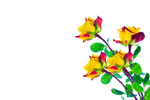 Preview: Flower Bud Roses On A White Background
