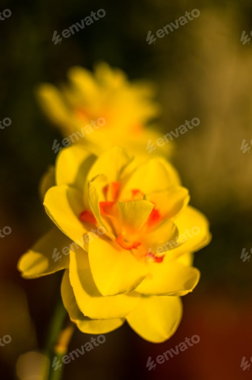 Preview: Yellow Huge Bright Daffodils
