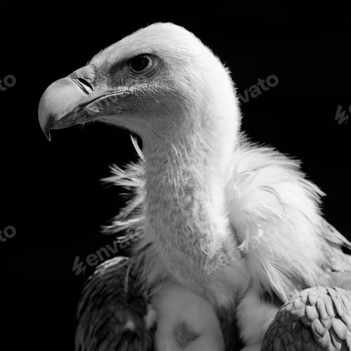 Preview: European Griffon Vulture (Gyps Fulvus Fulvus)