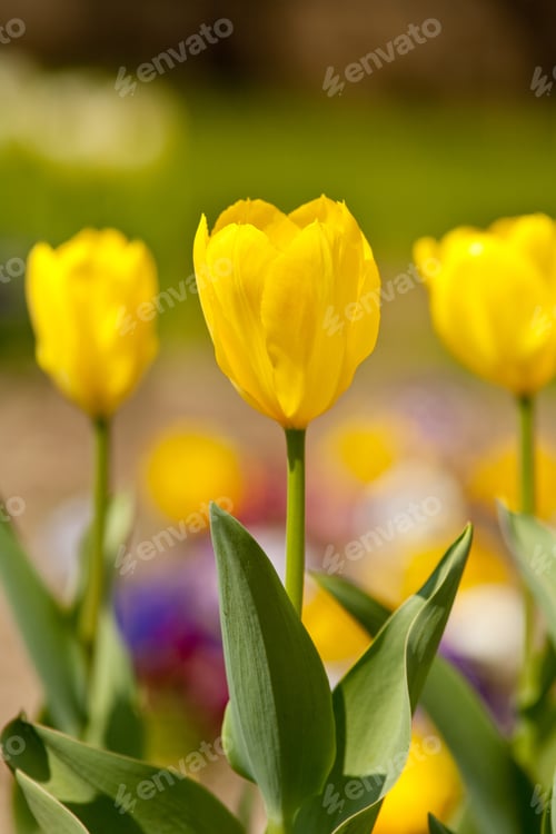 Preview: Closeup Of Yellow Tulips With Shallow Depth Of Field, In A Garden