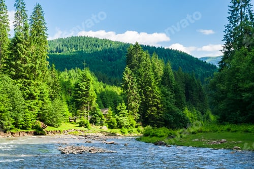 Preview: Mountain River In Forest. Beautiful Summer Landscape. Tall Spruce Trees On The Riverbank