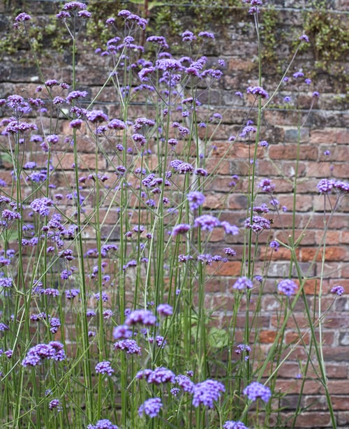 Preview: Summer Flowers
