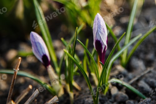 Preview: Purple And Wellow, White Crocuses Field Flowers. Beautiful Springtime Early-Flowering Bulbs In