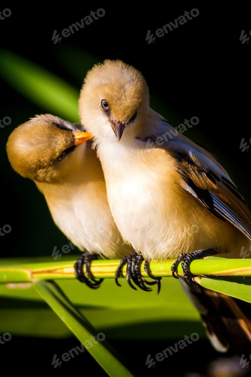 Preview: Romantic Birds. Black Nature Background. Bearded Reedling / Panurus Biarmicus