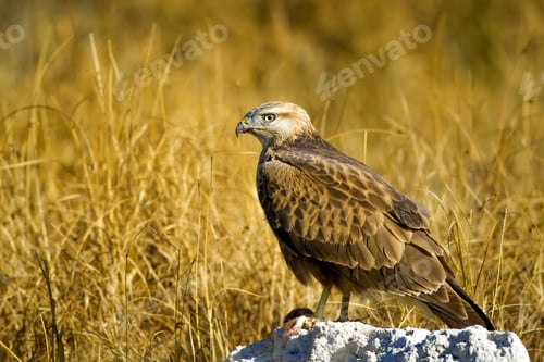 Preview: Bird Of Prey. Buzzard And Its Hunt Least Weasel. Yellow Nature Habitat Background. Bird: Long