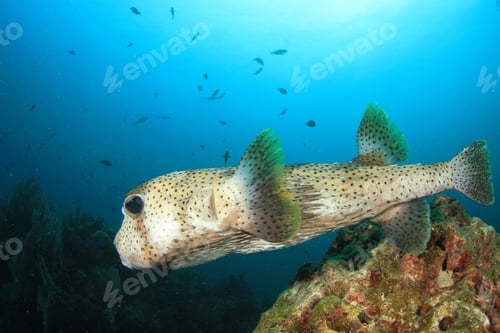 Preview: Porcupinefish Porcupine Fish