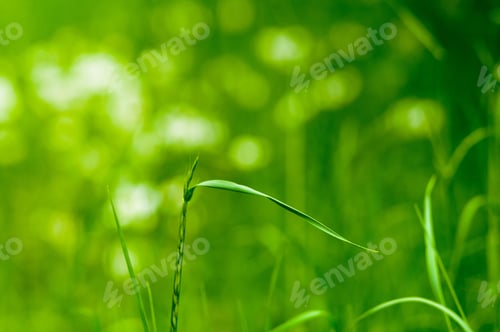 Preview: Spring Or Summer Natural Abstract Background With Grass In The Garden