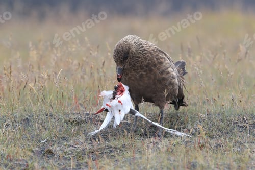 Preview: Great Skua Feeding On Dead Arctic Tern Iceland