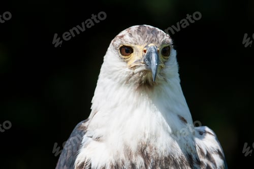 Preview: African Fish Eagle (Haliaeetus Vocifer)