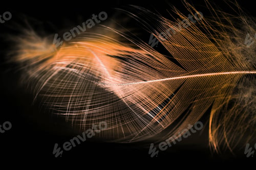 Preview: Hen Feather With Black Background