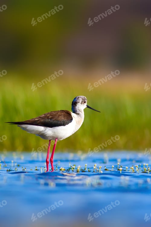 Preview: Cute Bird And Nature. Colorful Nature Background. Bird: Black Winged Stilt