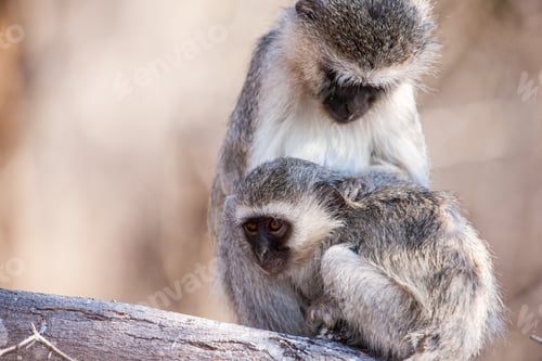 Preview: Vervet Monkeys (Chlorocebus Pygerythrus) In Kruger National Park, South Africa