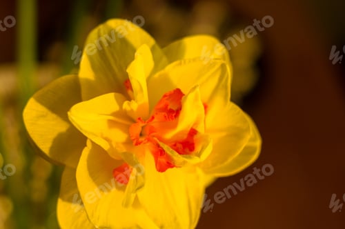 Preview: Amazing Yellow Huge Bright Daffodils In Sunlight