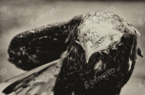 Preview: Vintage Style Image Of A Bald Eagle
