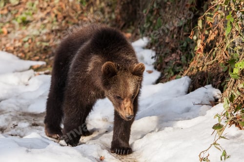 Preview: Brown Bear (Ursus Arctos) In Lake Clark National Park, Alaska, Usa