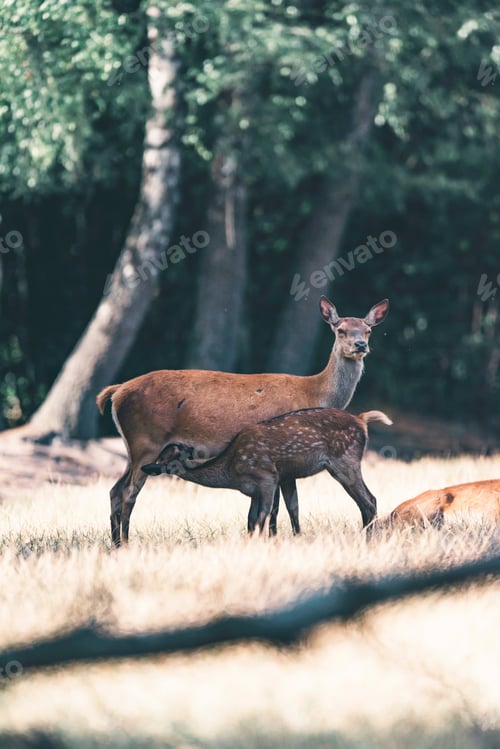 Preview: Calf Deer Drinking From Mother.