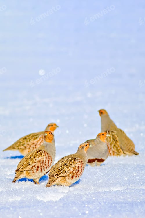 Preview: Winter And Partridges. Winter Nature Background.