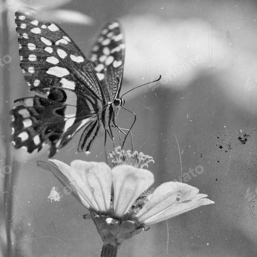 Preview: Vintage Style Black And White Image Of A Beautiful Butterfly Rests On A Flower In The Lake Manyara