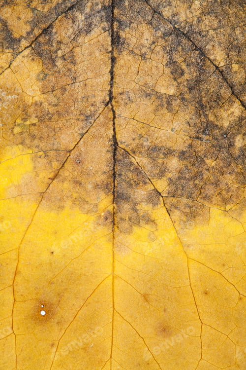 Preview: Autumnal Dried Leaves - Texture