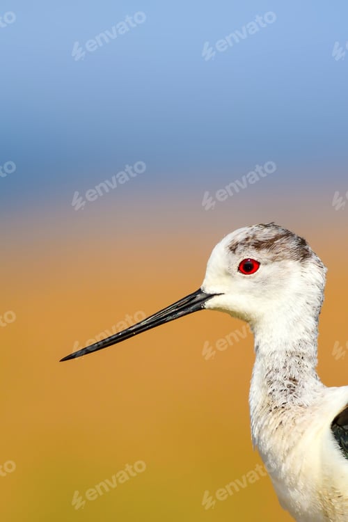 Preview: Common Water Bird Portrait. Colorful Natural Background. Bird: Black Winged Stilt. Himantopus