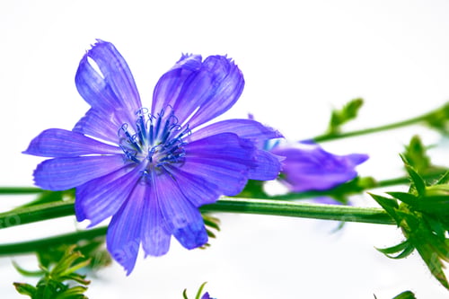 Preview: Chicory Flower With Leaf Isolated On White Background