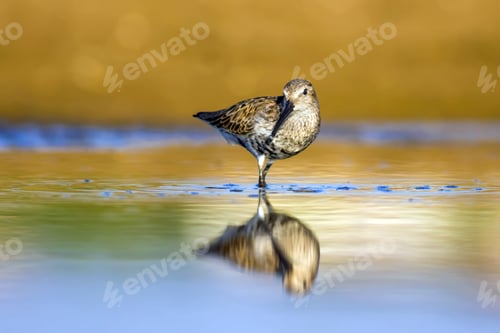 Preview: Water And Waterfowl. Common Water Bird: Curlew Sandpiper. Colorful Nature Habitat Background.