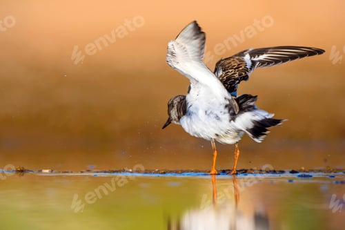 Preview: Cute Water Bird. Common Bird Ruddy Turnstone. Colorful Nature Background. Bird: Ruddy Turnstone