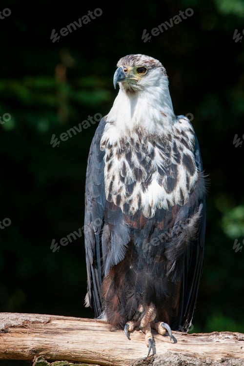 Preview: African Fish Eagle (Haliaeetus Vocifer)