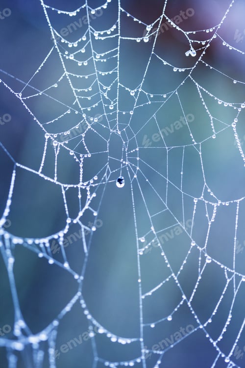 Preview: Abstract Composition From Nature, With Many Beautiful Water Drops On Spiderwebs