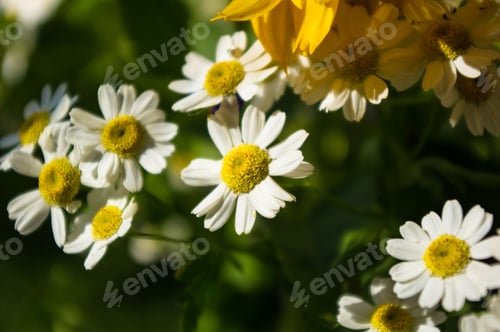 Preview: Blooming Camomile, Beautiful Nature Scene, Summer Background