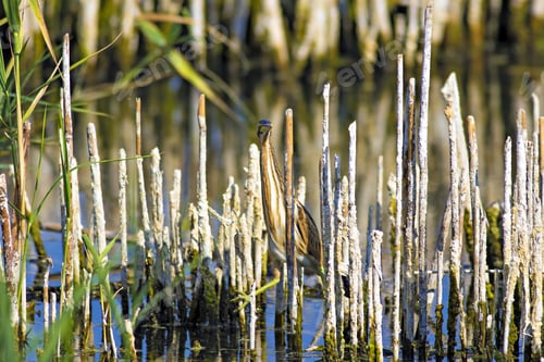 Preview: Squacco Heron, Ardeola Ralloides. Yellow Common Water Bird. Yellow Blue Nature Habitat Background.