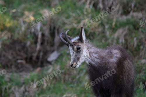 Preview: Chamois (Rupicapra Rupicapra) Vosges Mountains, France