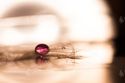 Preview: Macro, Abstract Composition With Colorful Water Drops On Dandelion Seeds
