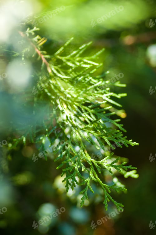 Preview: Incense Cedar Tree Calocedrus Decurrens Branch Close Up.