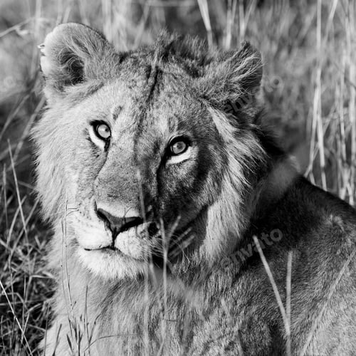 Preview: African Lion In The Maasai Mara National Park, Kenya