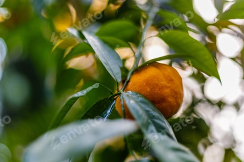 Preview: Plants And Fruits Of Citrus In A Greenhouse Or Winter Garden, Orangery, Hot House. Growing Citrus