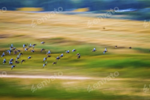 Preview: Blurred Motion of Birds in Flight over Field