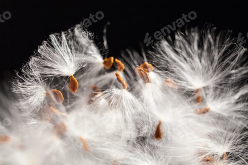 Preview: Abstract Composition With Dried Plants Seeds. Looks Like Dandelion Seeds