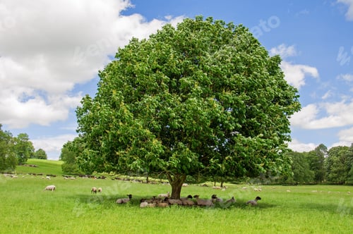 Preview: Sheep Grazing Under A Chestnut Tree In Worcestershire, United Kingdom.