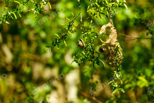 Preview: Cute Bird And Nest. Green Natural Background. Common Bird. Eurasian Penduline Tit. Remiz Pendulinus.