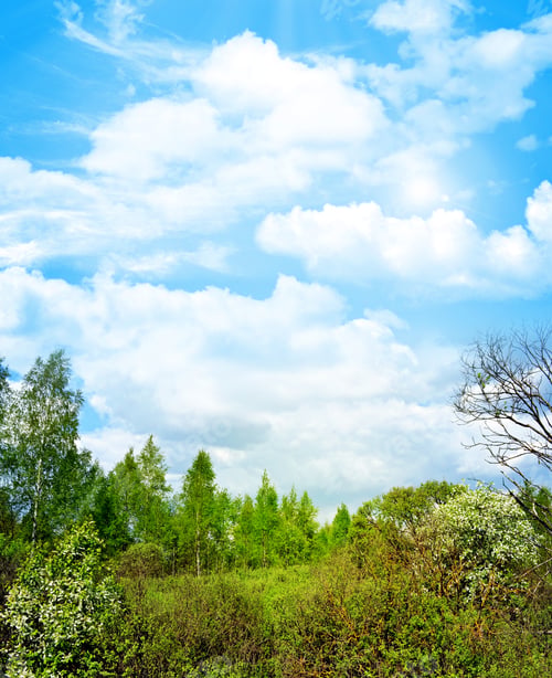Preview: Spring Landscape Forest