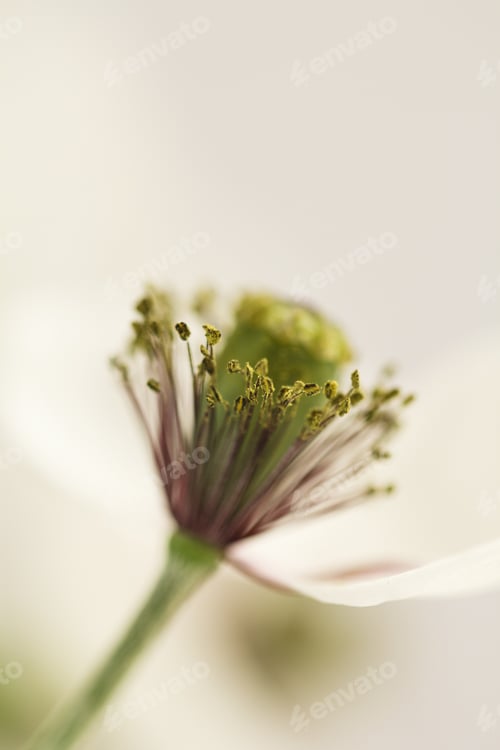 Preview: White Poppy With Mirror Reflexions