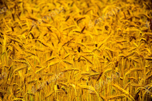 Vista previa: Field Of Grain.Wheat Field. Ears Of Golden Wheat Close Up. Background Of Ripening Ears Of Meadow
