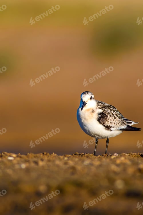Preview: Cute Little Water Bird. Brown Nature Background. Bird: Little Stint / Calidris Minuta