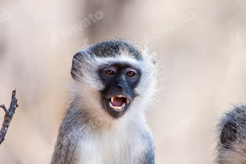 Preview: Vervet Monkey (Chlorocebus Pygerythrus) In Kruger National Park, South Africa